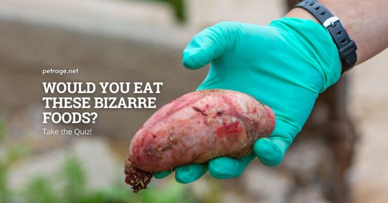 would you eat these bizarre foods take the quiz petrage