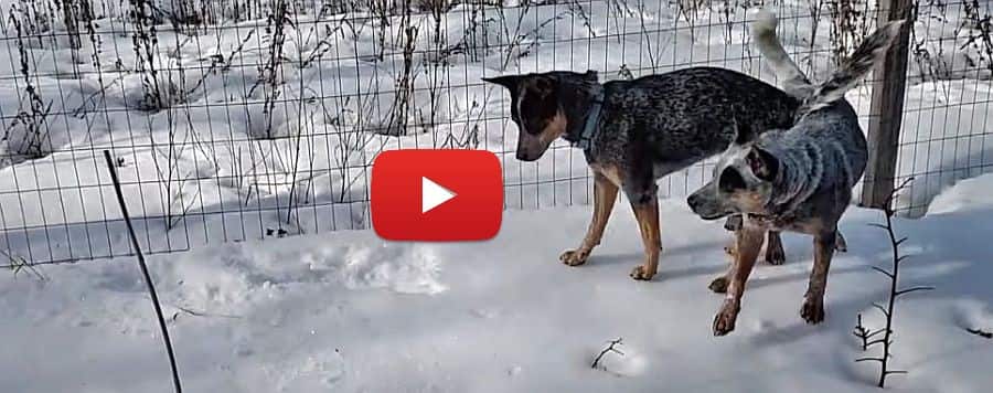 australian cattle dogs playing in the snow video