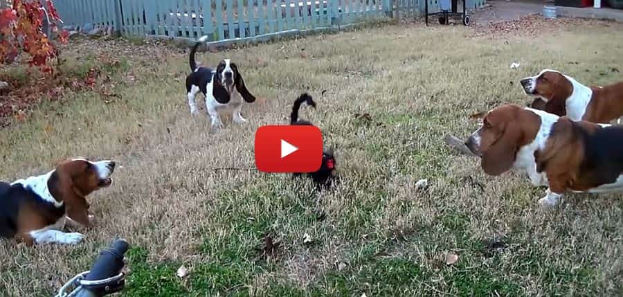 basset hounds verses the scary cat video