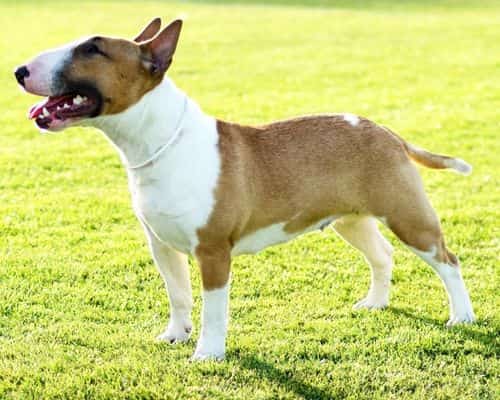 bull terrier about staffys