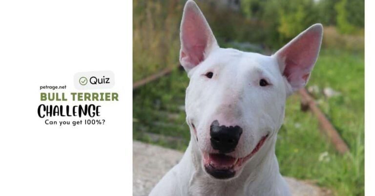 bull terrier challenge quiz what do you know petrage