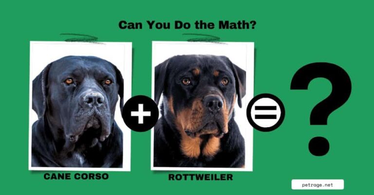 cane corso vs rottweiler mix what do you get petrage