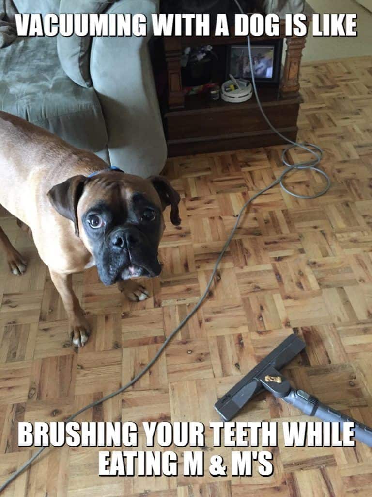 cleaning with my boxer dog meme petrage
