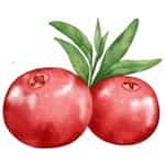 cranberries