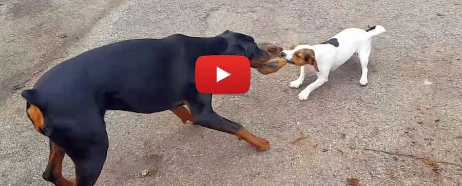 doberman and jack russell terrier playing video