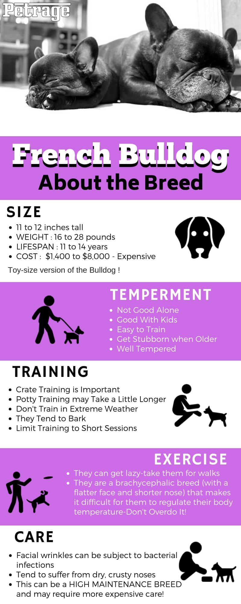 french bulldog breed infographic petrage