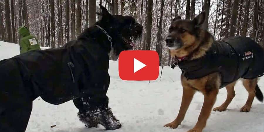 giant schnauzer and gsd playing in the snow video