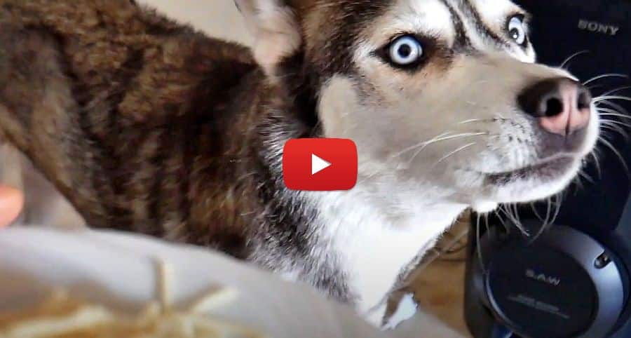 husky eating pasta video