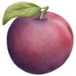plum