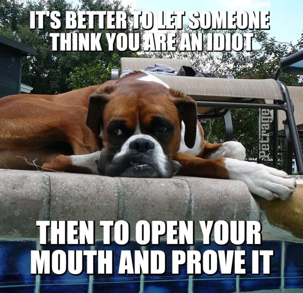 sarcastic boxer dog idiot meme petrage