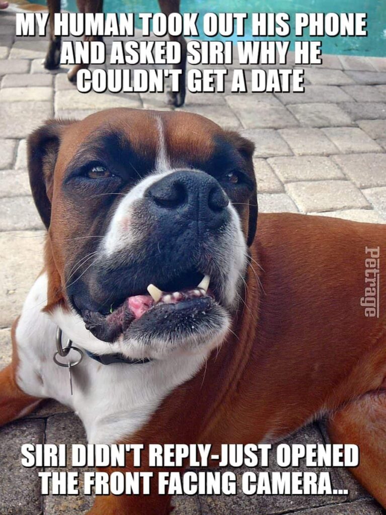 sarcastic boxer dog siri and a date meme petrage