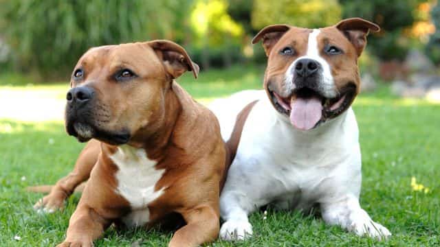 staffordshire bull terrier facts topper page