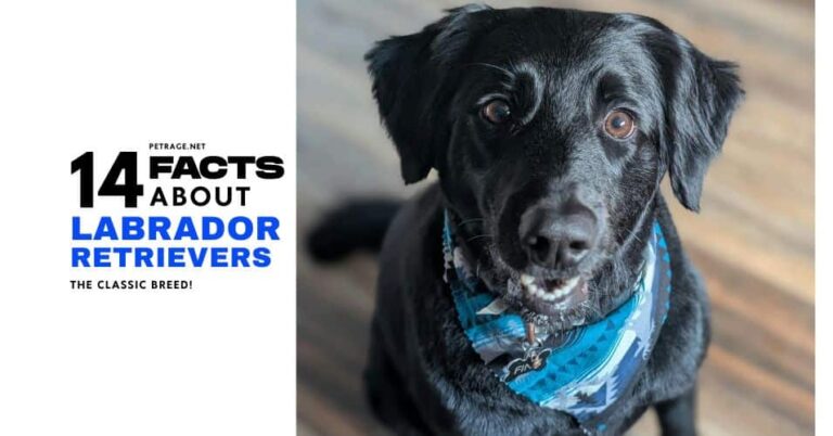 14 interesting facts about labrador retrievers petrage post