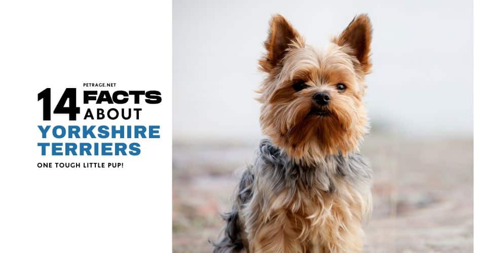 14 interesting facts about yorkshire terriers petrage