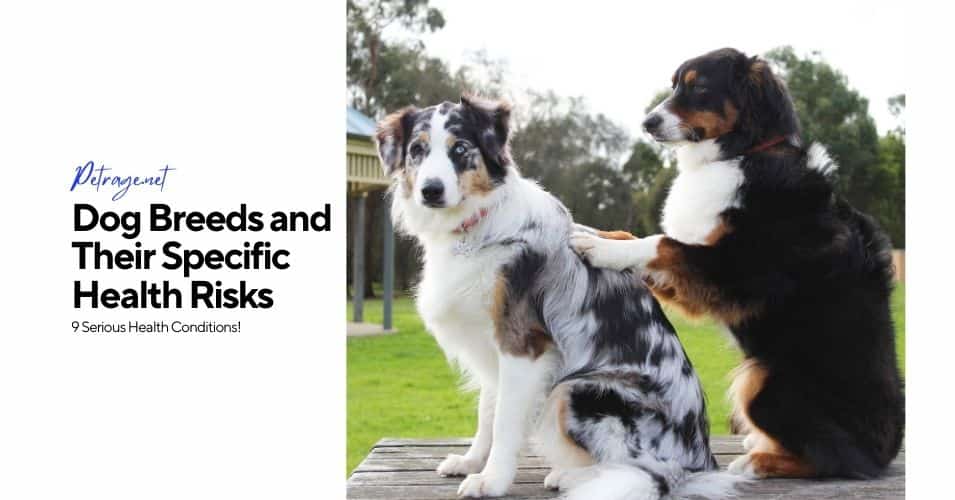 dog breeds and their specific health risks 9 specific health conditions petrage