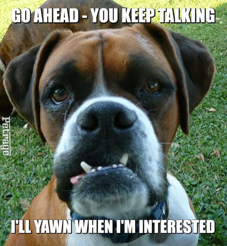 sarcastic boxer dog you are boring me meme petrage