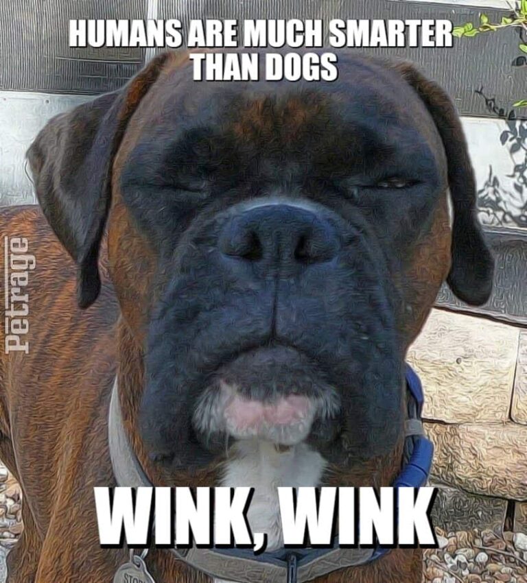 brindle boxer dog smart human meme petrage