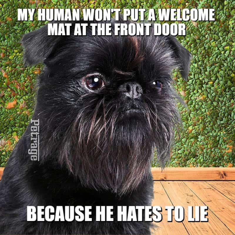 brussels griffon welcome mat meme petrage