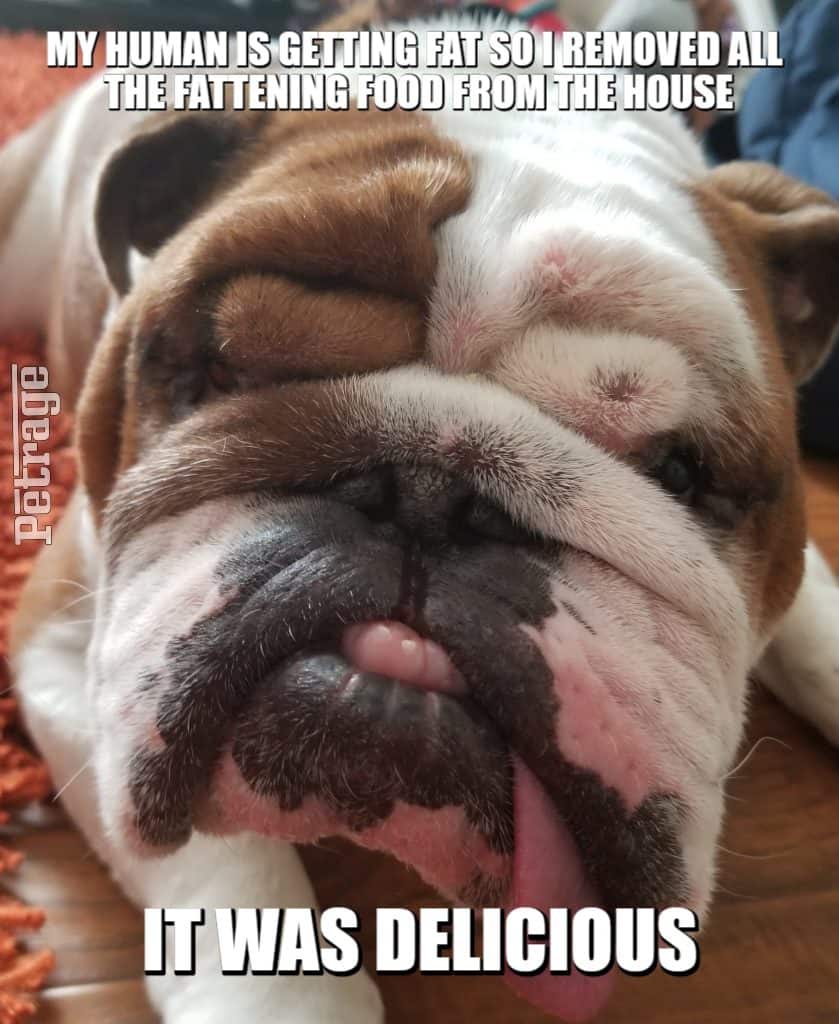 buddy the bulldog helping with my diet meme petrage