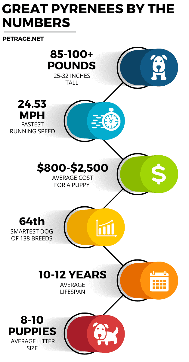 interesting facts about great pyrenees infographic petrage