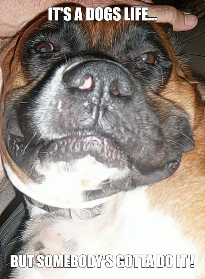 its a dogs life meme petrage