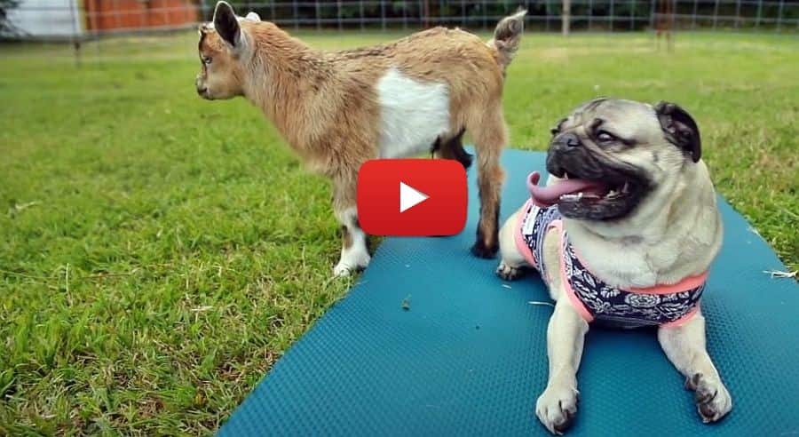 just a video of a pug playing with goats