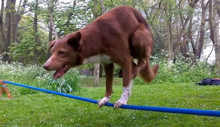 my dog is balancing on a rope video