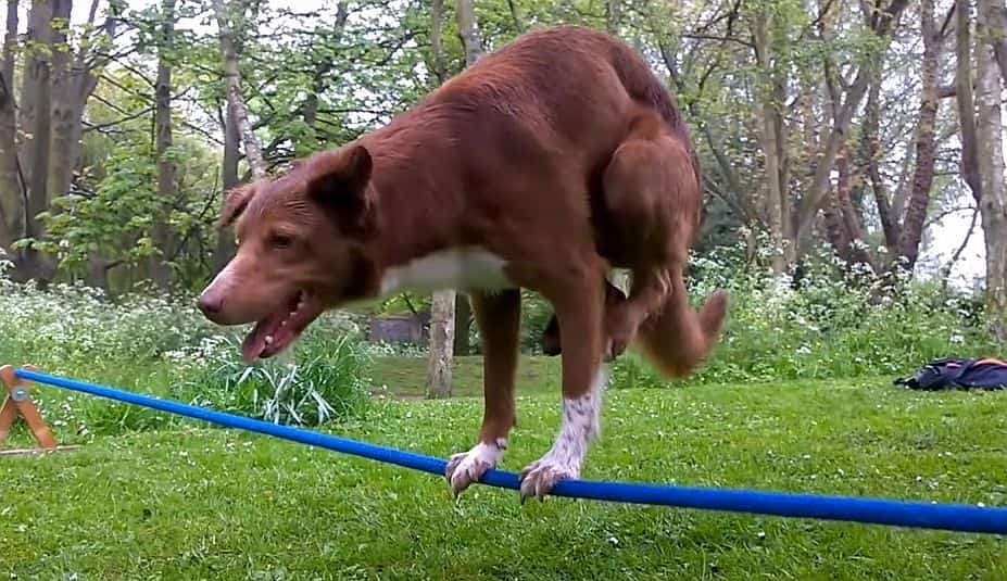 my dog is balancing on a rope video