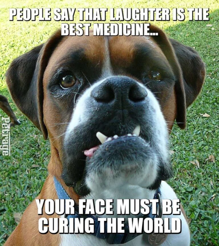 sarcastic boxer dog your face is curing the world meme petrage