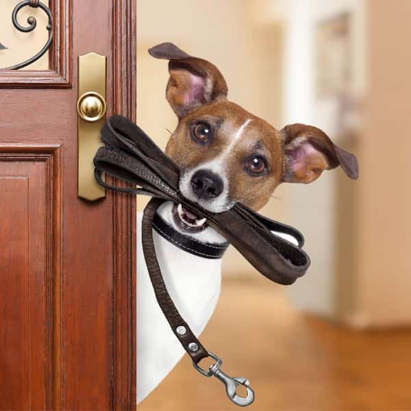 startine a dog walking business dogs ready to walk petrage 1