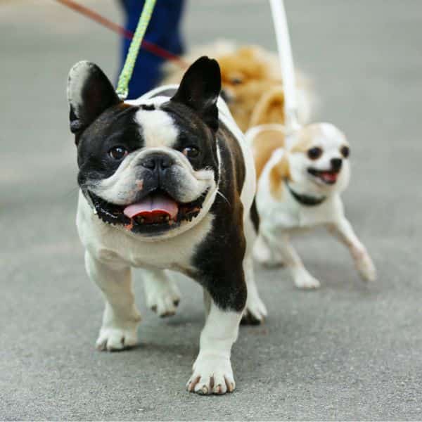 startine a dog walking business dogs ready to walk petrage 2