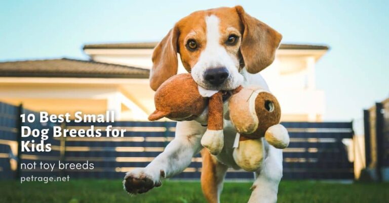 10 best small dog breeds for kids petrage