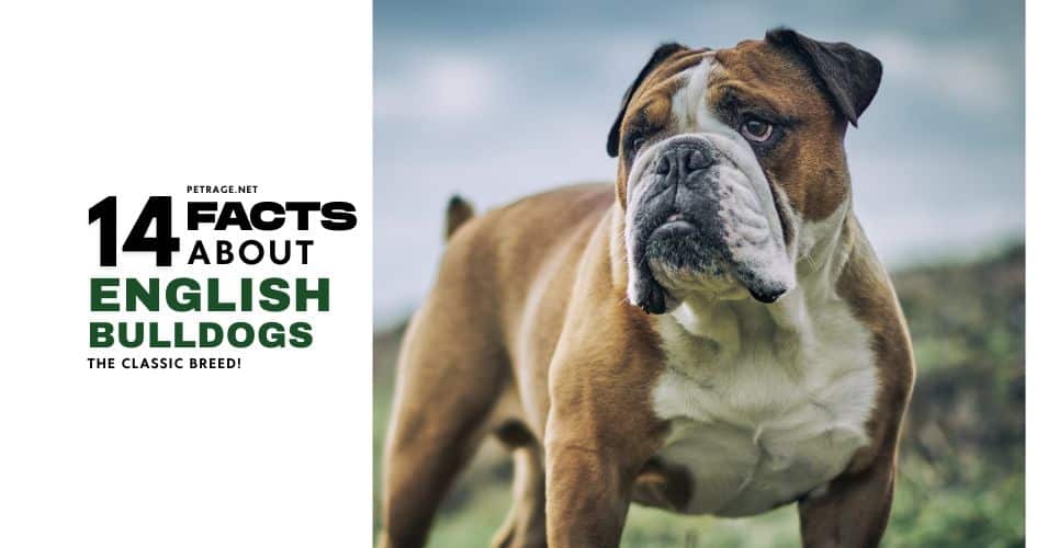 14 english bulldog facts from bull baiting to skateboarding petrage