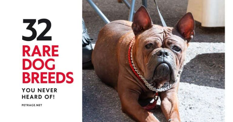 32 rare dog breeds that you never heard of the ultimate list petrage
