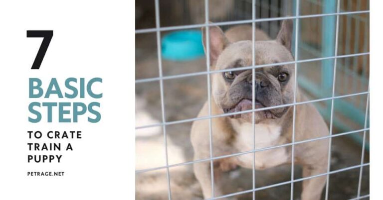 7 basic steps to crate train a puppy petrage