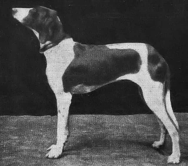 braque dupuy