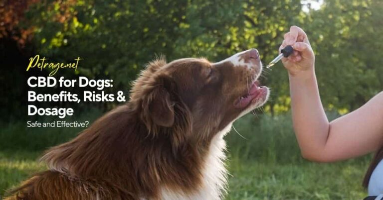 cbd for dogs benefits risks and dosage petrage
