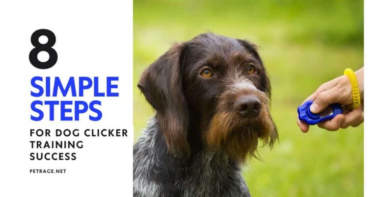 dog clicker training 8 simple steps for success petrage