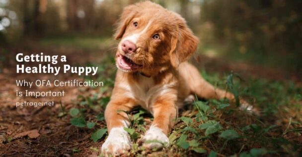Getting a Healthy Puppy:Why OFA Certification is Important Getting a Healthy Puppy:Why OFA Certification is Important