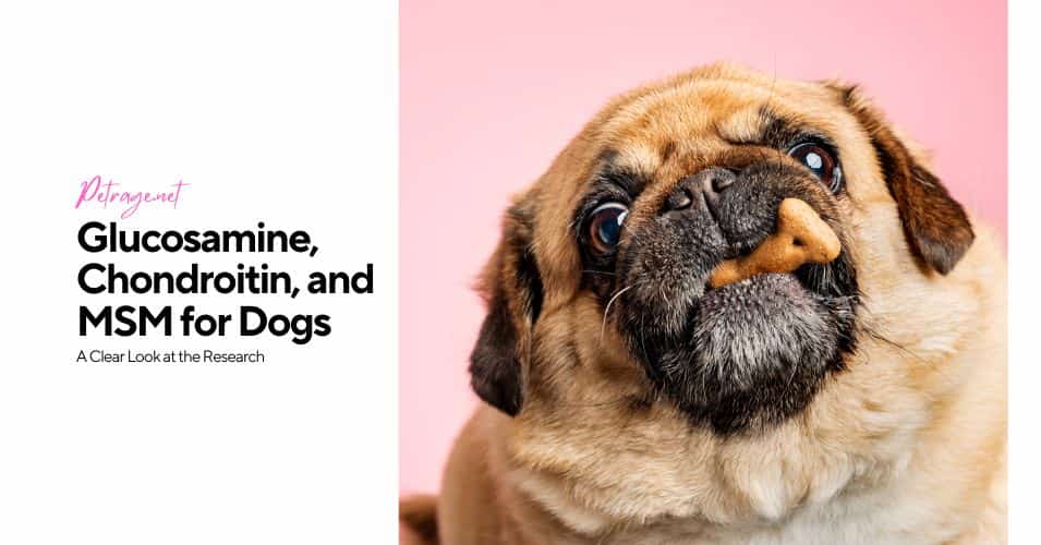 glucosamine chondroitin and msm for dogs a clear look at the research petrage