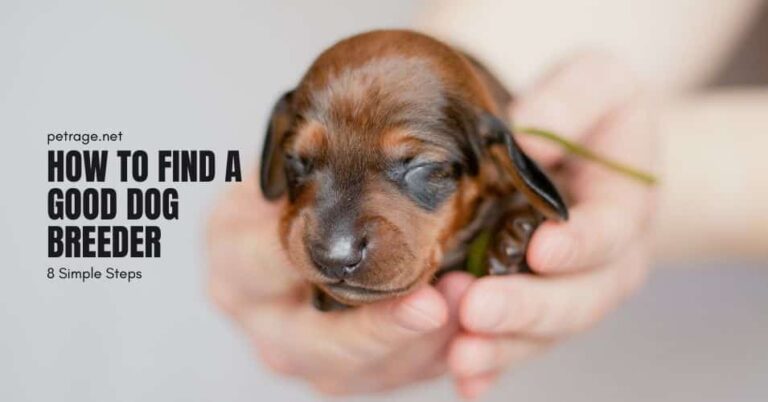 how to find a good dog breeder 8 simple steps petrage
