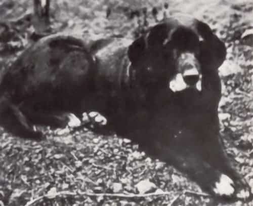 st johns dog