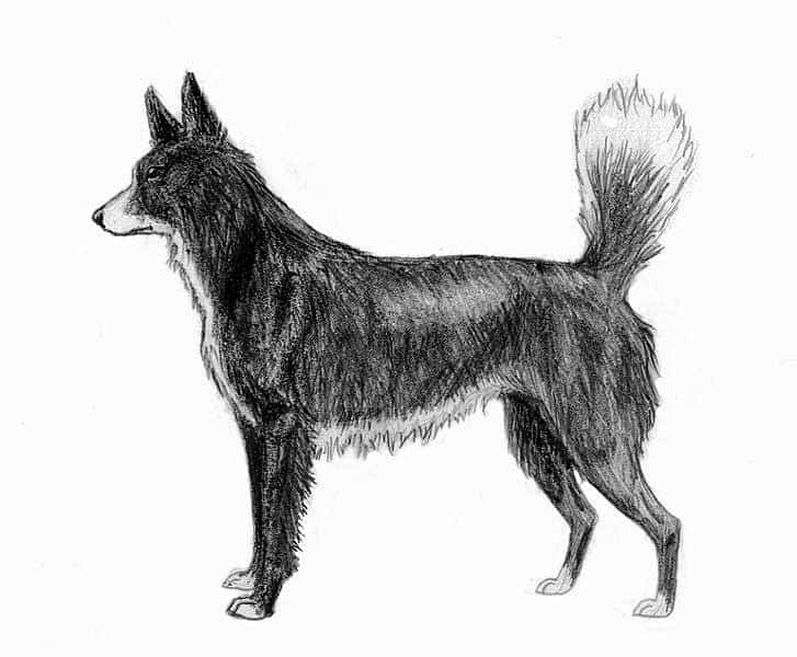 tahltan bear dog