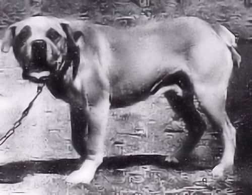 terceira mastiff