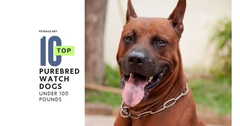 top 10 purebred watch dog breeds under 100 pounds under 100 petrage