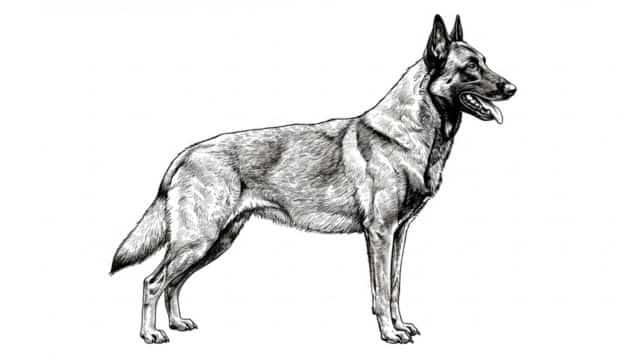 belgian malinois topper