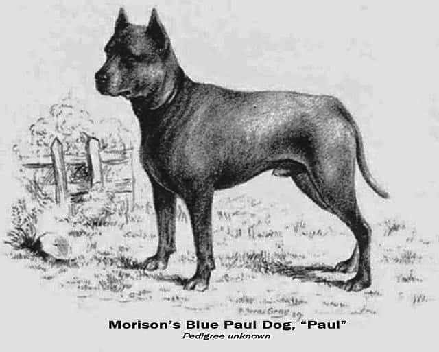 blue paul terrier
