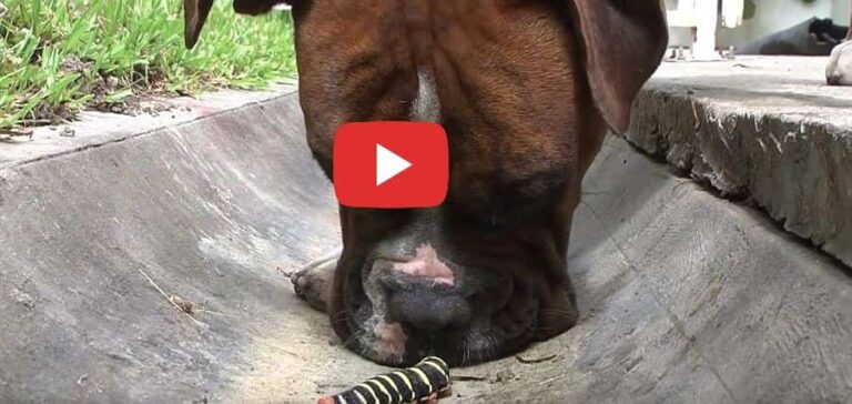 boxer dog and caterpiller video