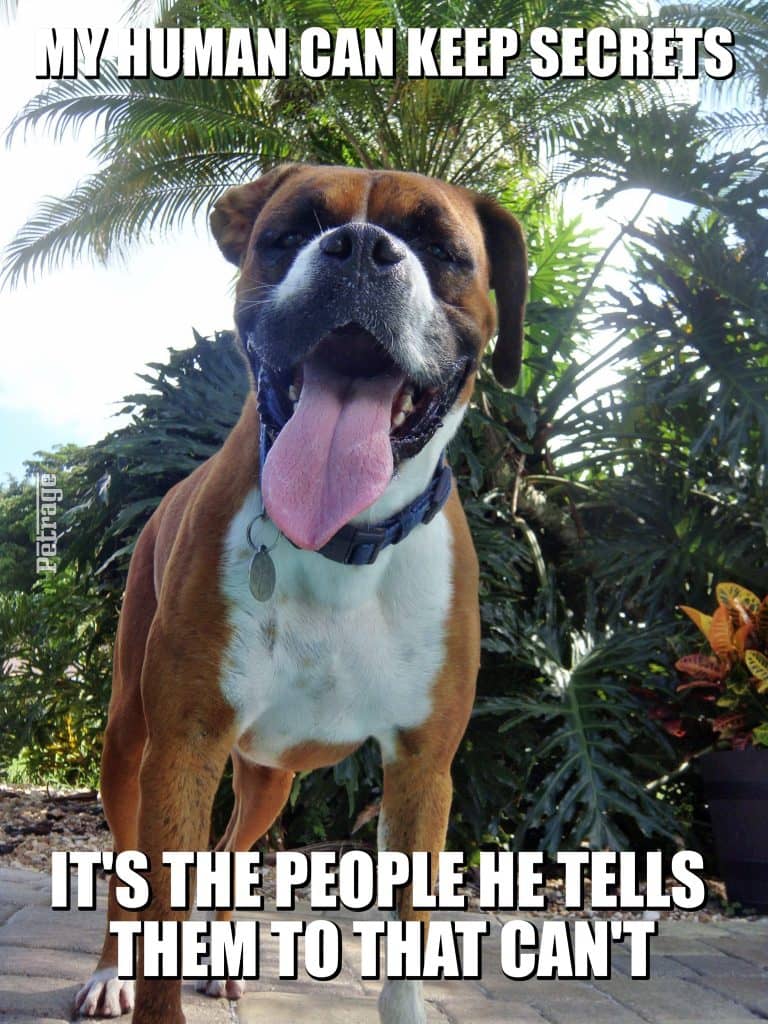 boxer dog keeping secrets meme petrage