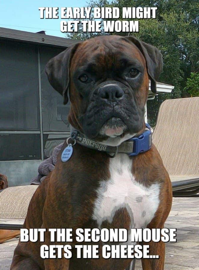 brindle boxer dog second mouse meme petrage